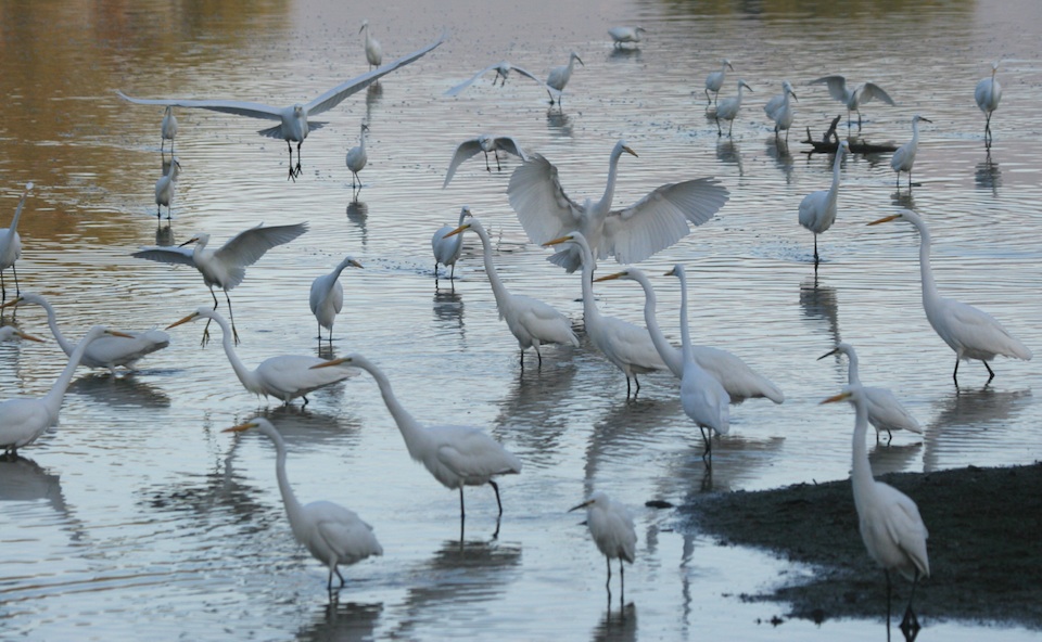 Egrets at Devereux Slough